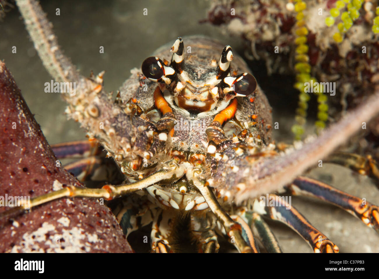 Karibik-Languste (Panulirus Argus) an einem tropischen Korallenriff vor der Insel Roatan, Honduras Stockfoto