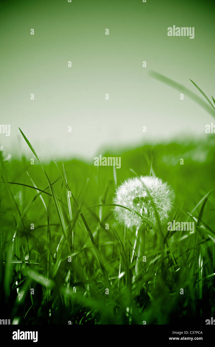 Löwenzahn wächst auf Wiese Stockfoto