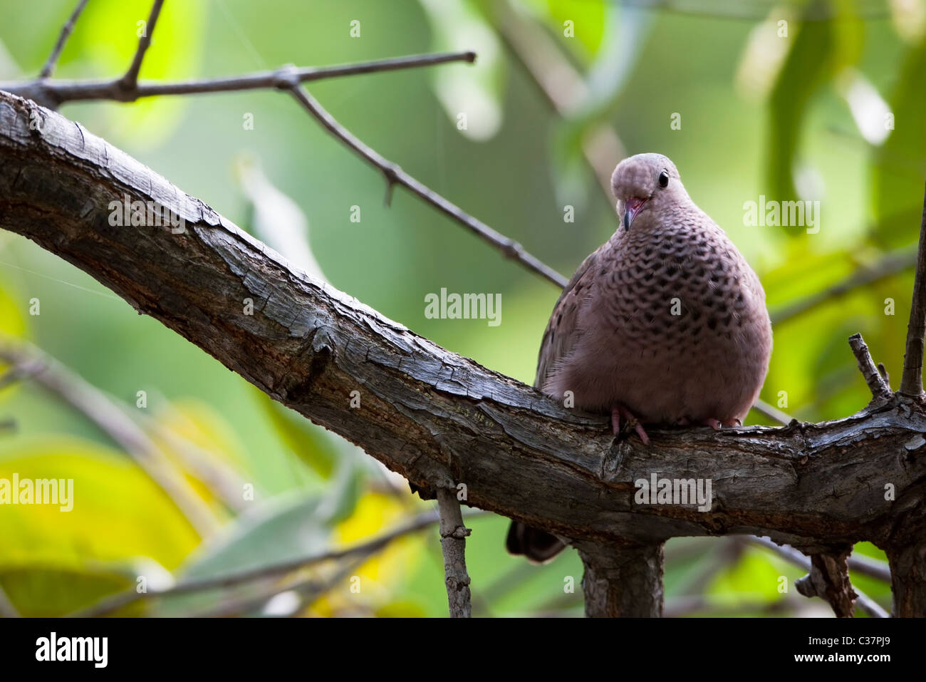 Gemeinsamkeiten-Taube (Columbina Passerina Neglecta), Männlich Stockfoto