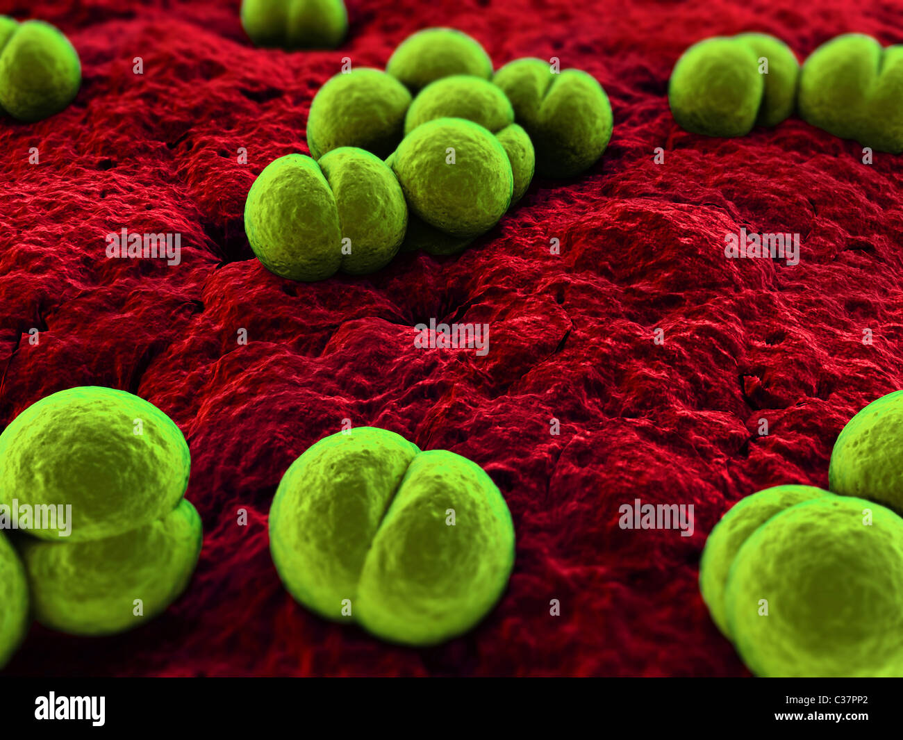 meningococcus Stockfoto