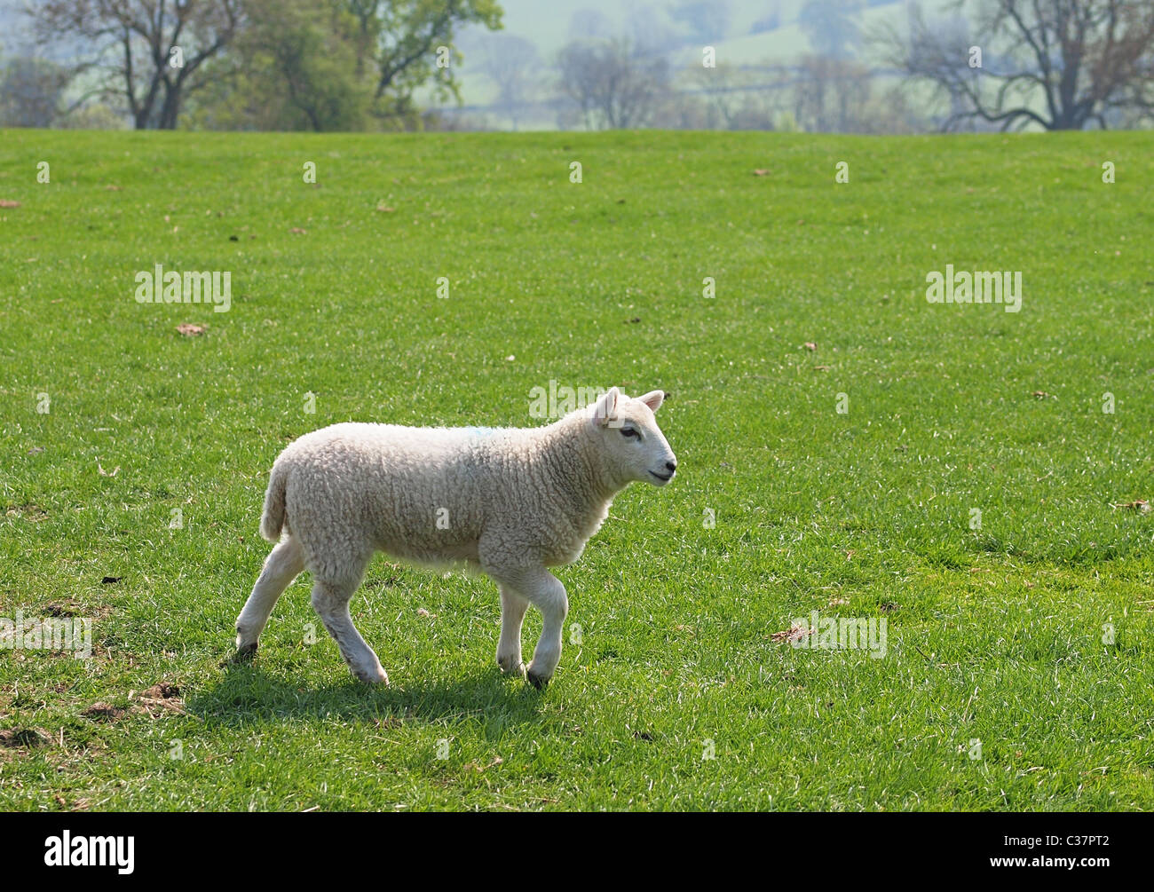 Junges Lamm zu Fuß auf der grünen Wiese Stockfoto