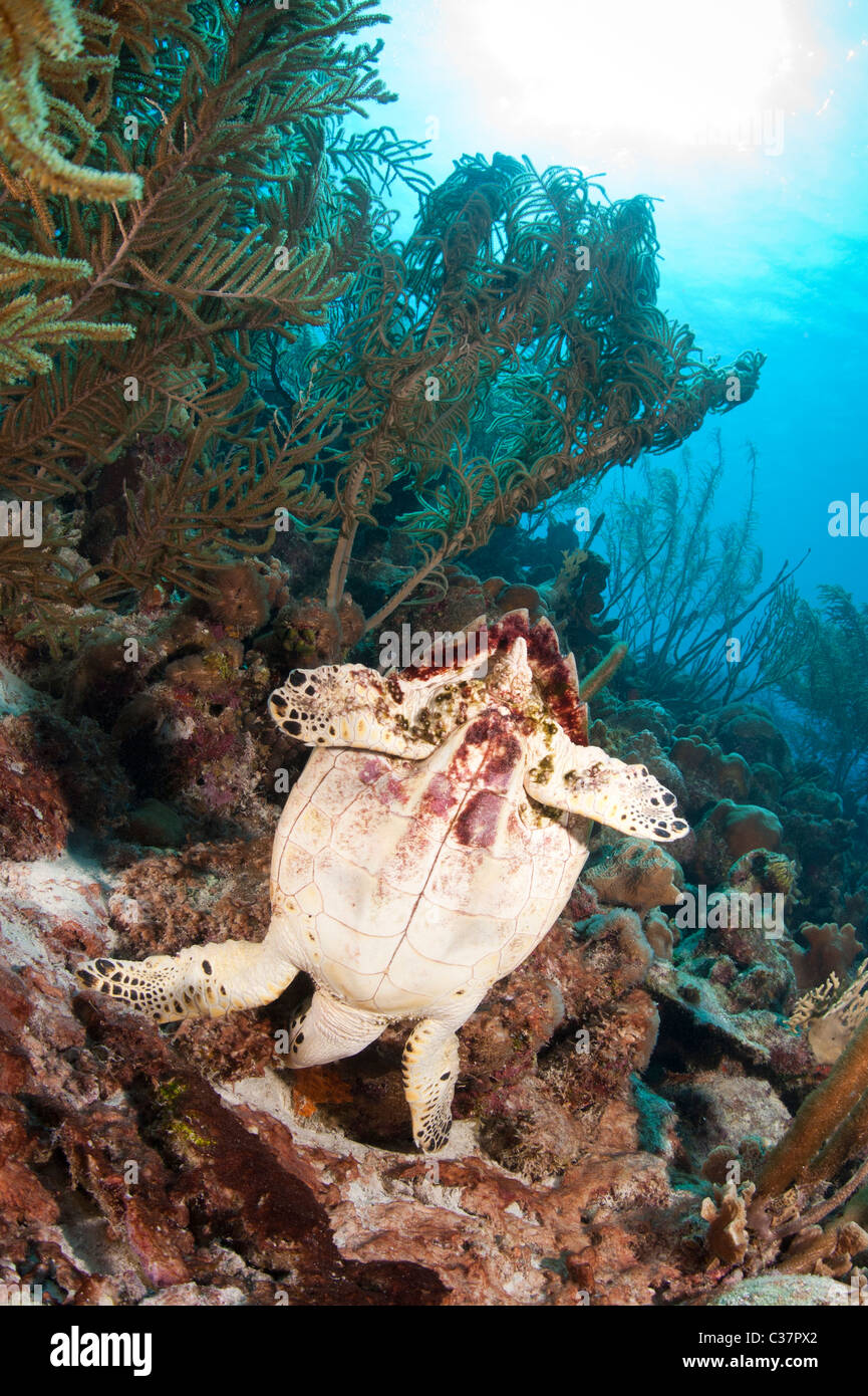 Atlantische Karettschildkröte (Eretmochelys Imbricata Imbricata) ernähren sich von einem tropischen Korallenriff in Bonaire, Niederländische Antillen. Stockfoto