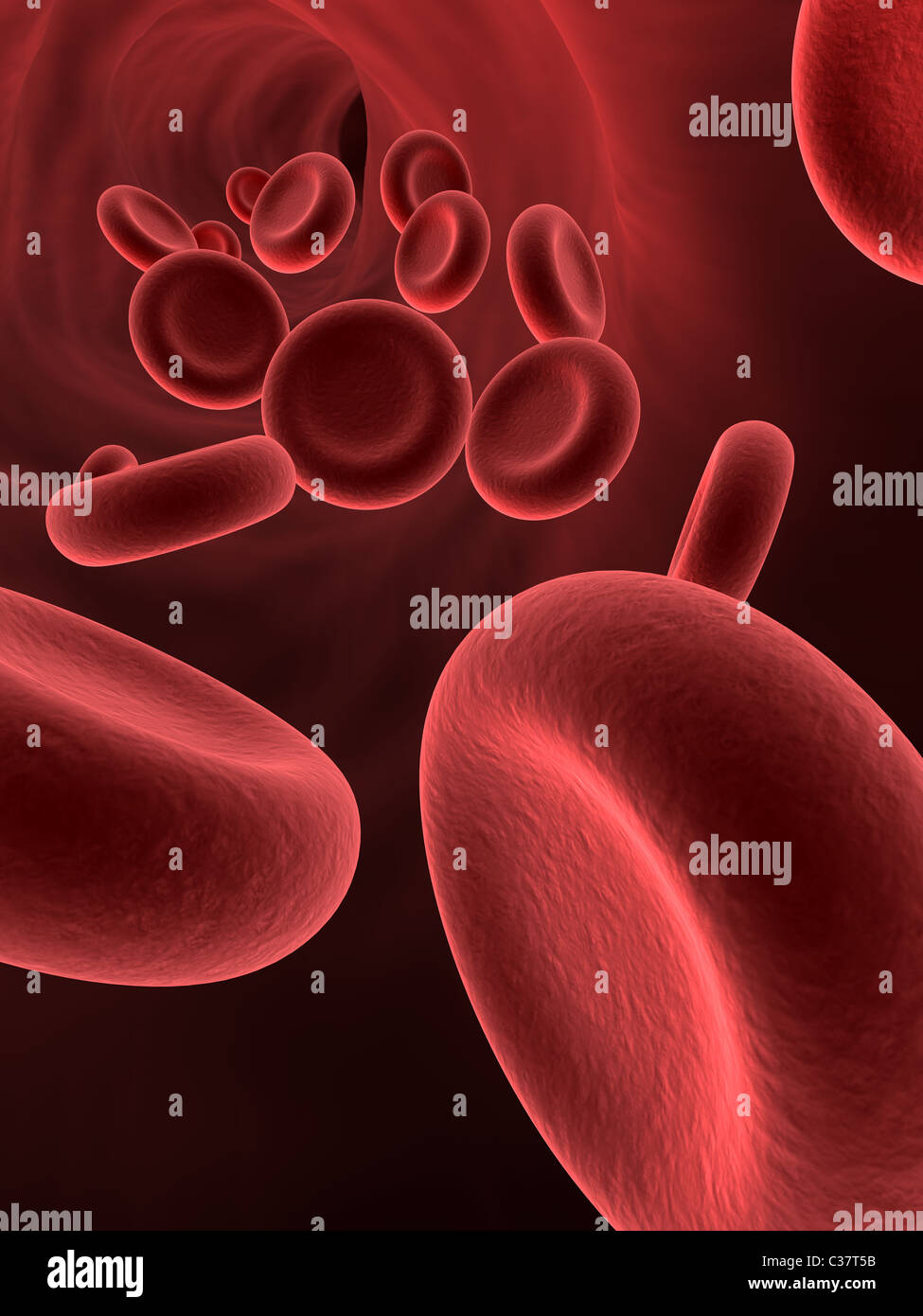 Arterie mit Blut Zellen Stockfoto