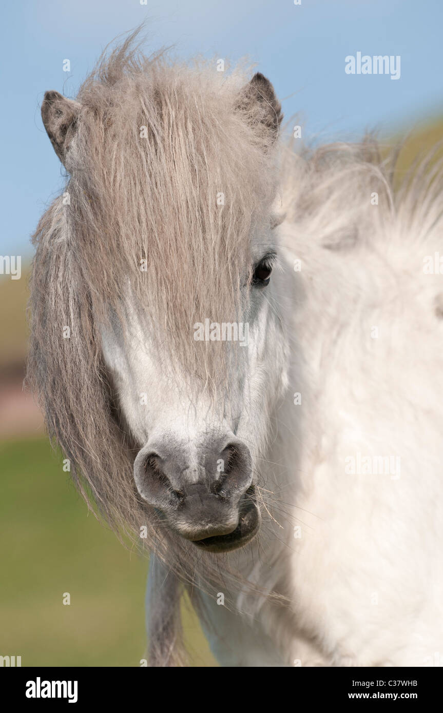 Ein Porträt von einem weißen Welsh Mountain pony Stockfoto