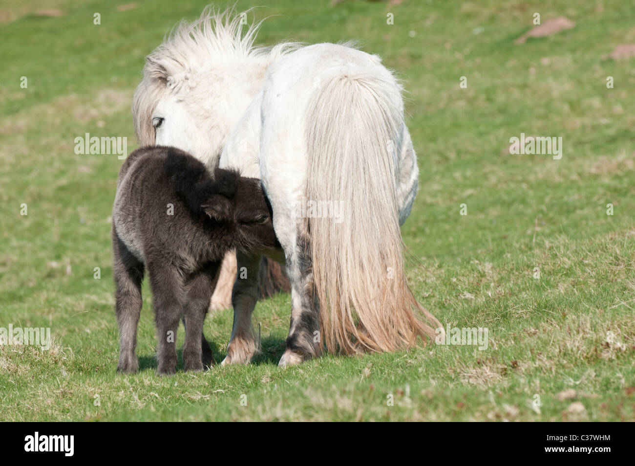 Ein Junge Welsh Mountain Pony Fohlen säugt seine Mutter auf einem Hügel in den Black Mountains in der Nähe von Hay-on-Wye, Wales Stockfoto