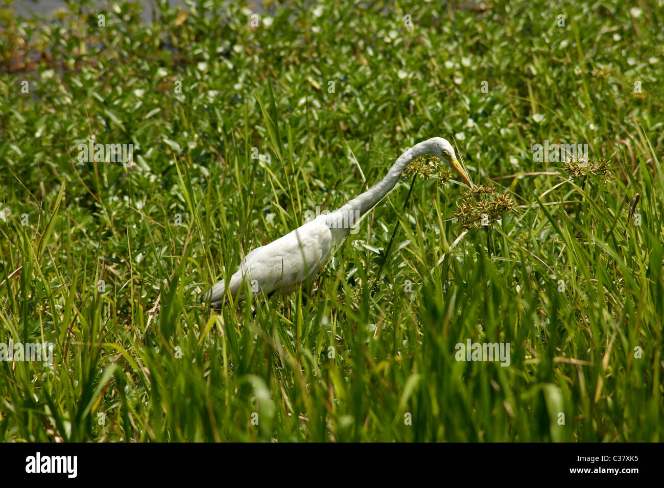 Heron Suche am gelben Wasser Billabong - Kakadu Nationalpark in der Nähe von Darwin, Northern Territory, Australien Stockfoto