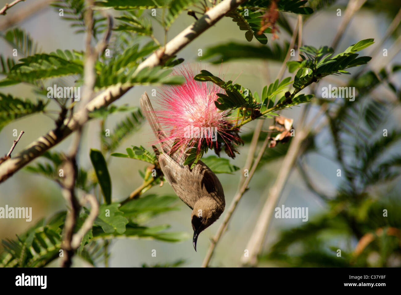 Kolibri und Puderquaste Baum Blüte im Kakadu Nationalpark in der Nähe von Darwin, Northern Territory, Australien Stockfoto