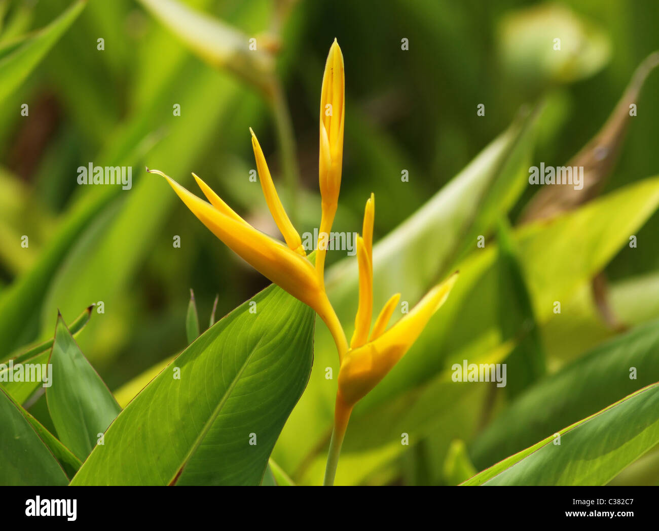 Gelbe Blume in grünen Hintergrund Stockfoto