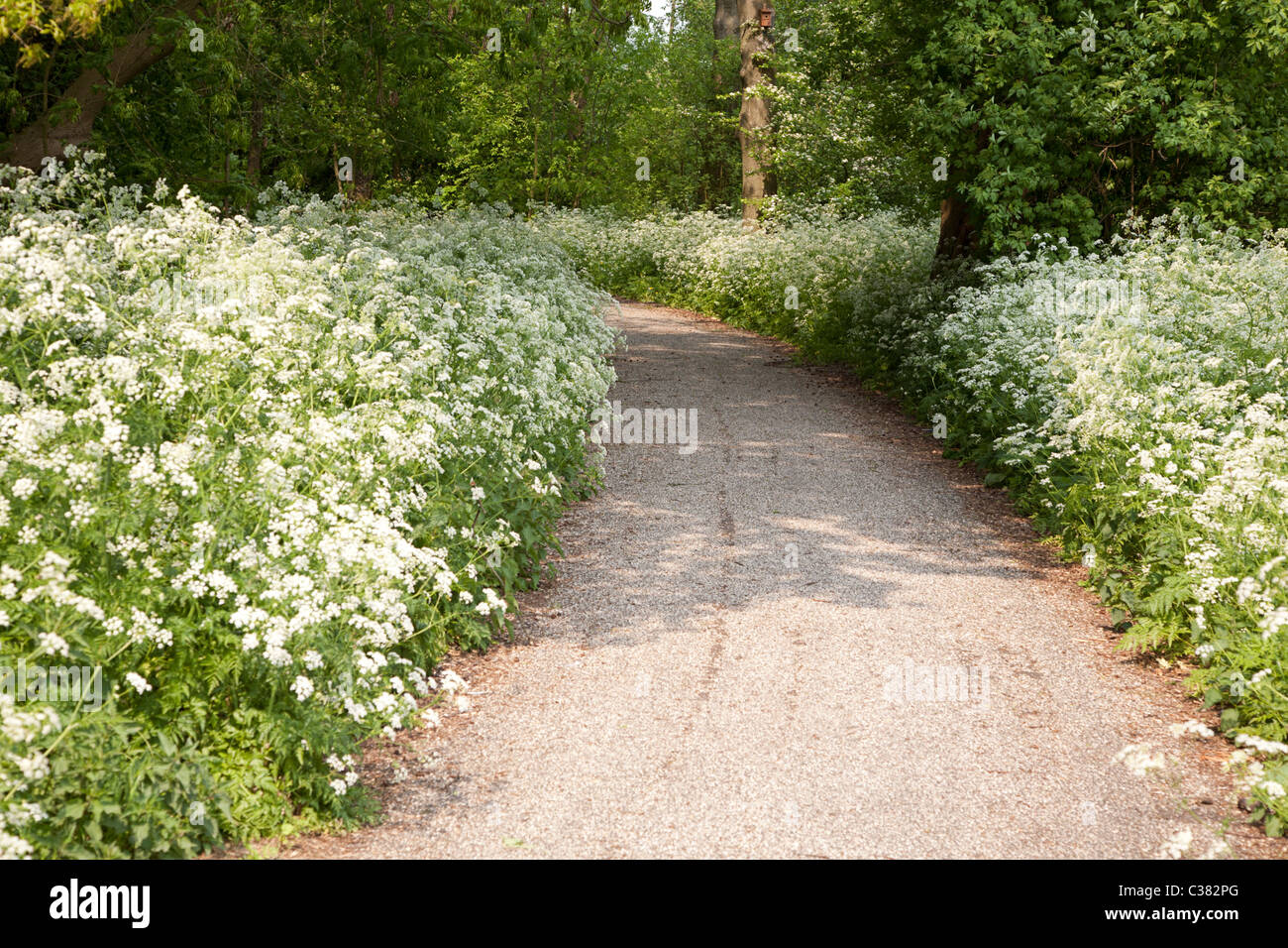 Blühende Kuh Petersilie (Anthriscus Sylverstis) entlang ein Fußweg in einem öffentlichen Park, Alblasserdam, Süd-Holland, Niederlande Stockfoto