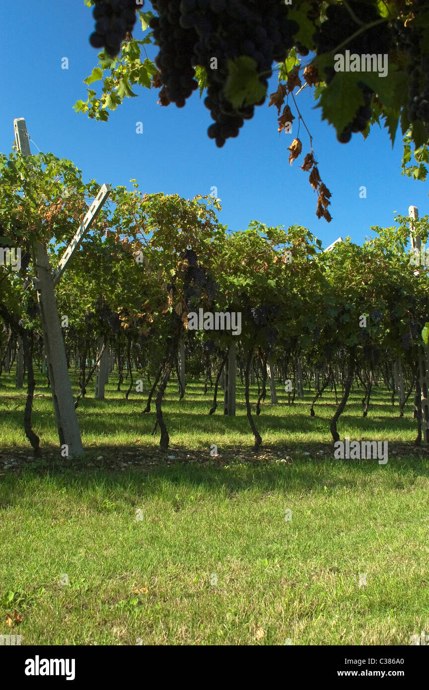 San Pietro in Cariano, Valpolicella, Verona, Veneto, Italien, Europa Stockfoto