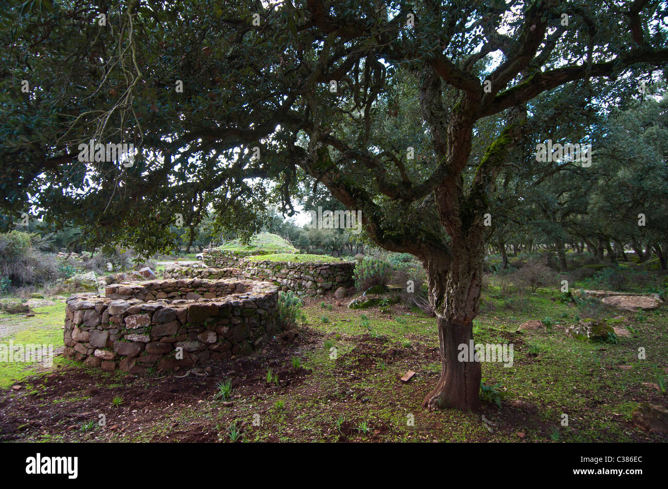 Coili Sa Bovida, Schafstall, basaltischen Hochebene Giara di Gesturi, Marmilla, Provinz Medio Campidano, Sardinien, Italien Stockfoto