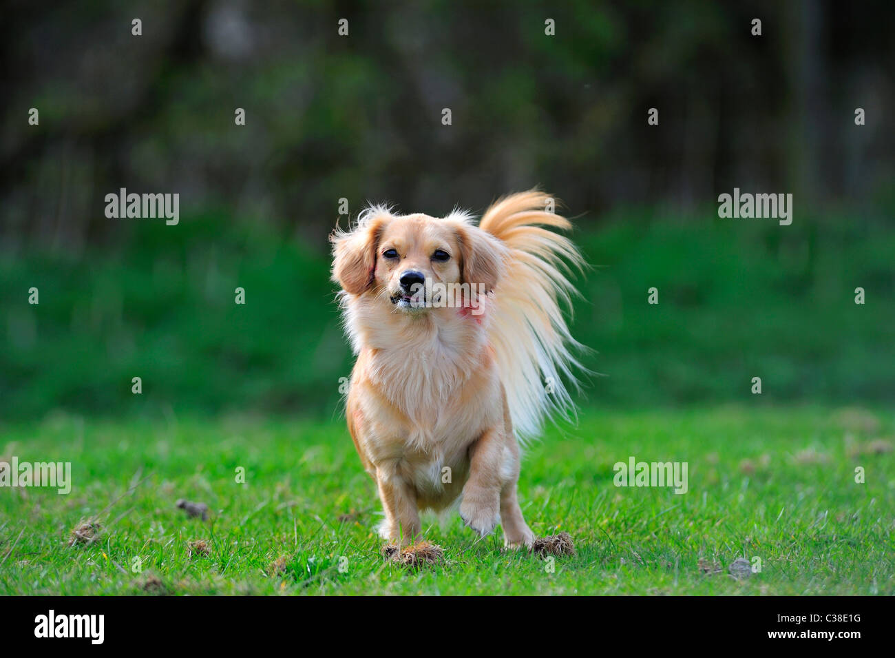 Spielzeughund mit Verletzungen zu Ohren nach einem Angriff Kaninchen Stockfoto