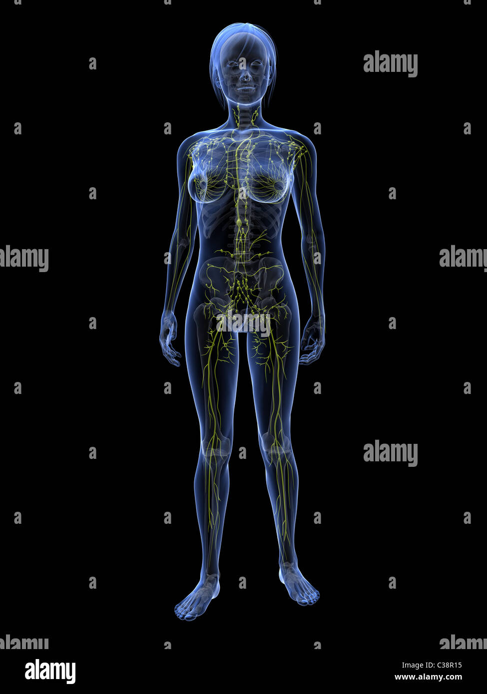 weibliche Lymphsystem Stockfoto