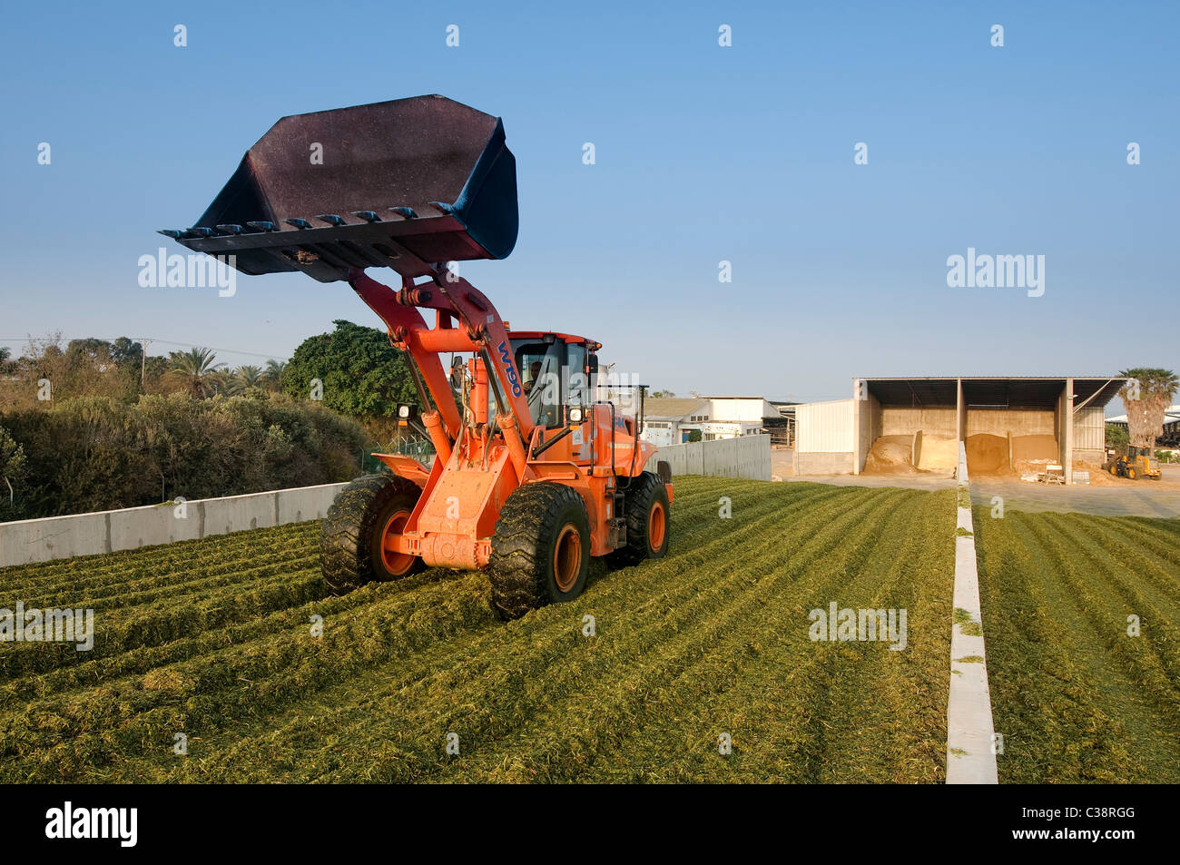 Weizen für Silage, die Verbreitung der Ernte in der Gärung Silo, wo es für 3 Wochen bleiben wird, geerntet Stockfoto