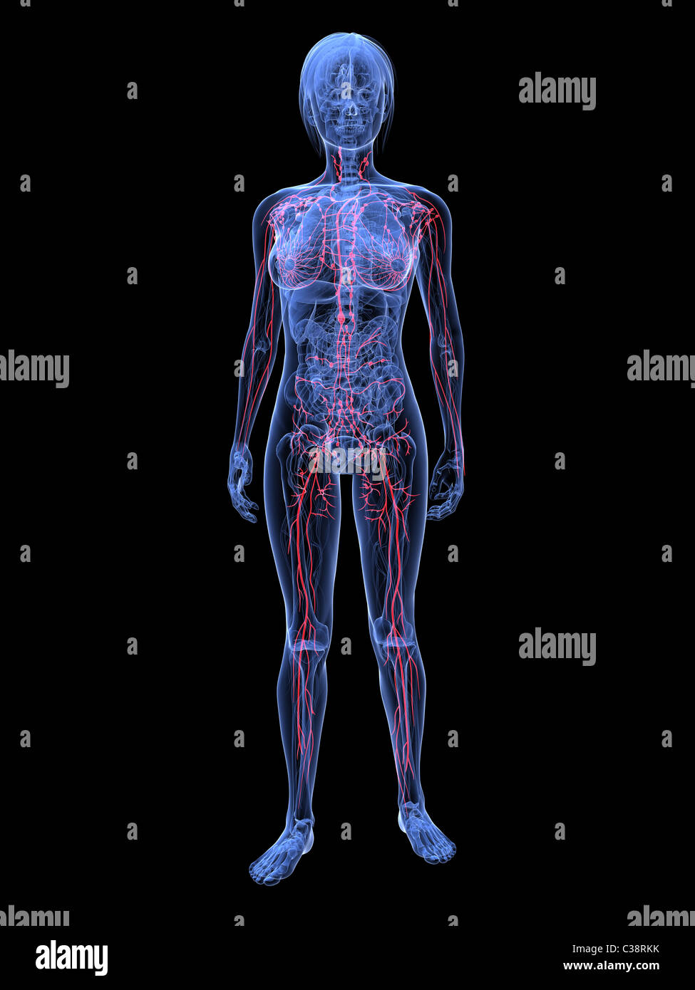 weibliche Lymphsystem Stockfoto