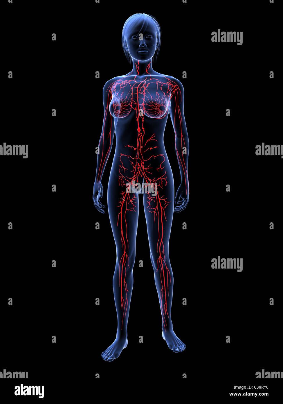 weibliche Lymphsystem Stockfoto