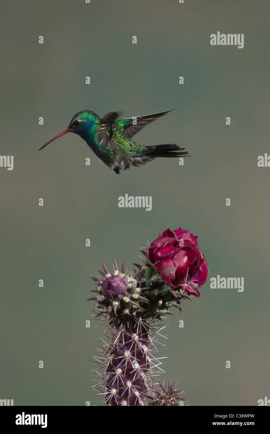 Männliche breit-billed Kolibri mit blühende Cholla Cactus Stockfoto