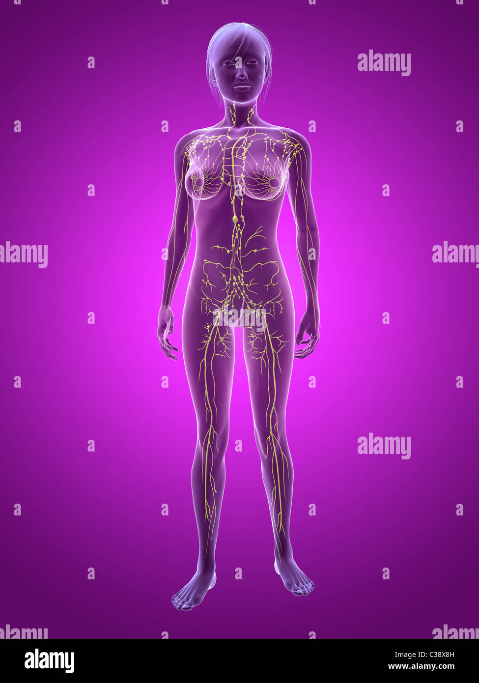 weibliche Lymphsystem Stockfoto