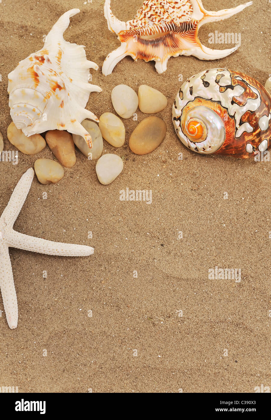 Muscheln und Steinen auf sand Stockfoto