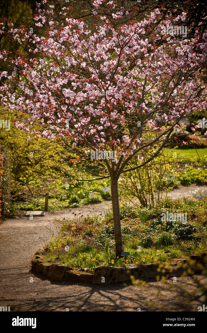 Dunkelrosa Frühlingsblüte auf einem Zierkirschbaum, der in einem britischen Garten wächst. Stockfoto