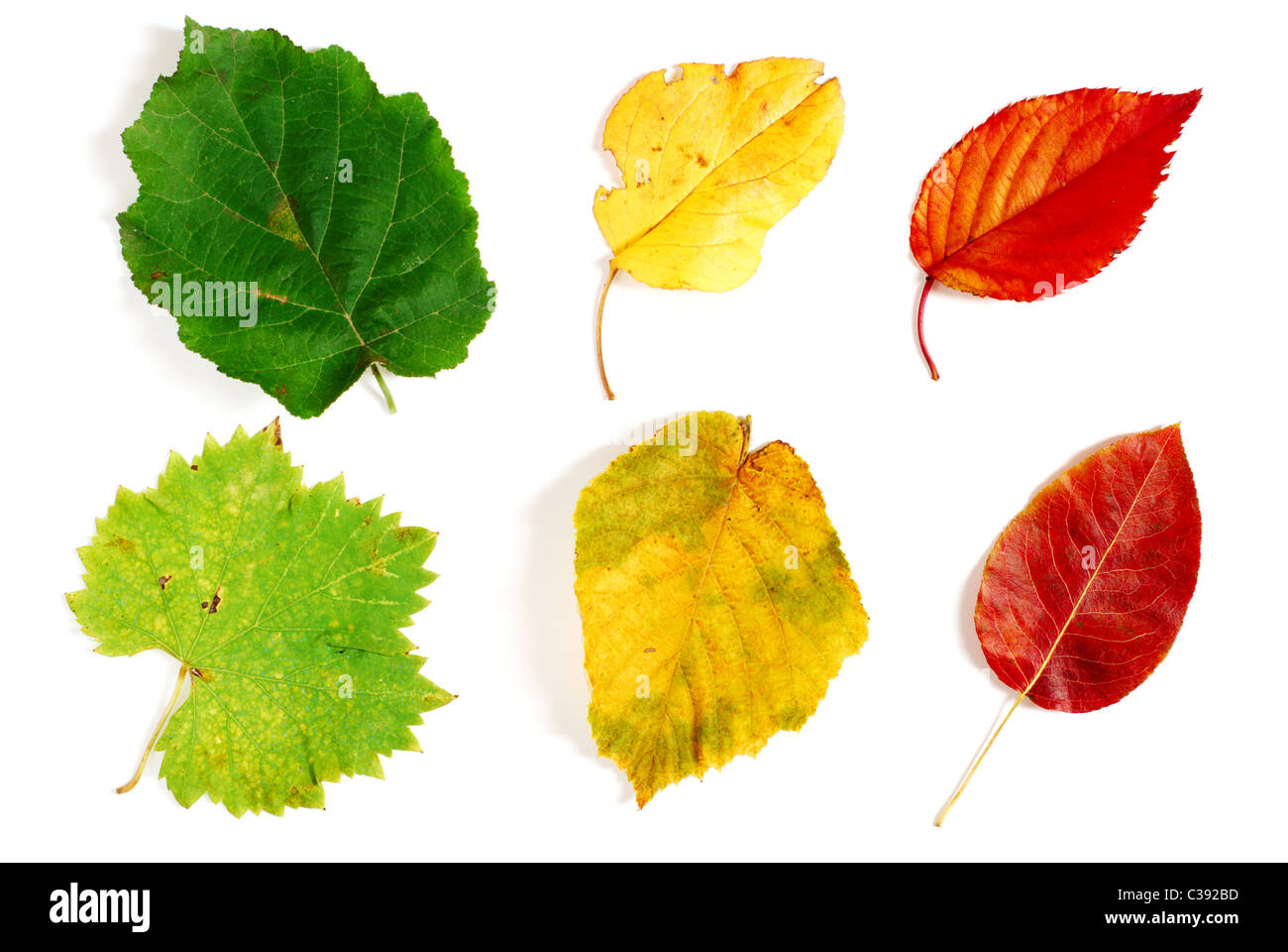 Grün Herbstlaub gelb-roten für Designer auf weißem Hintergrund fotografiert Stockfoto