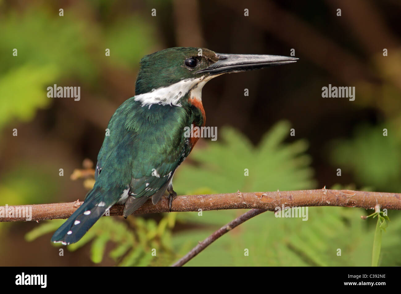 Crooked Tree Wildlife Sanctuary: Grüne Kingfisher Stockfoto