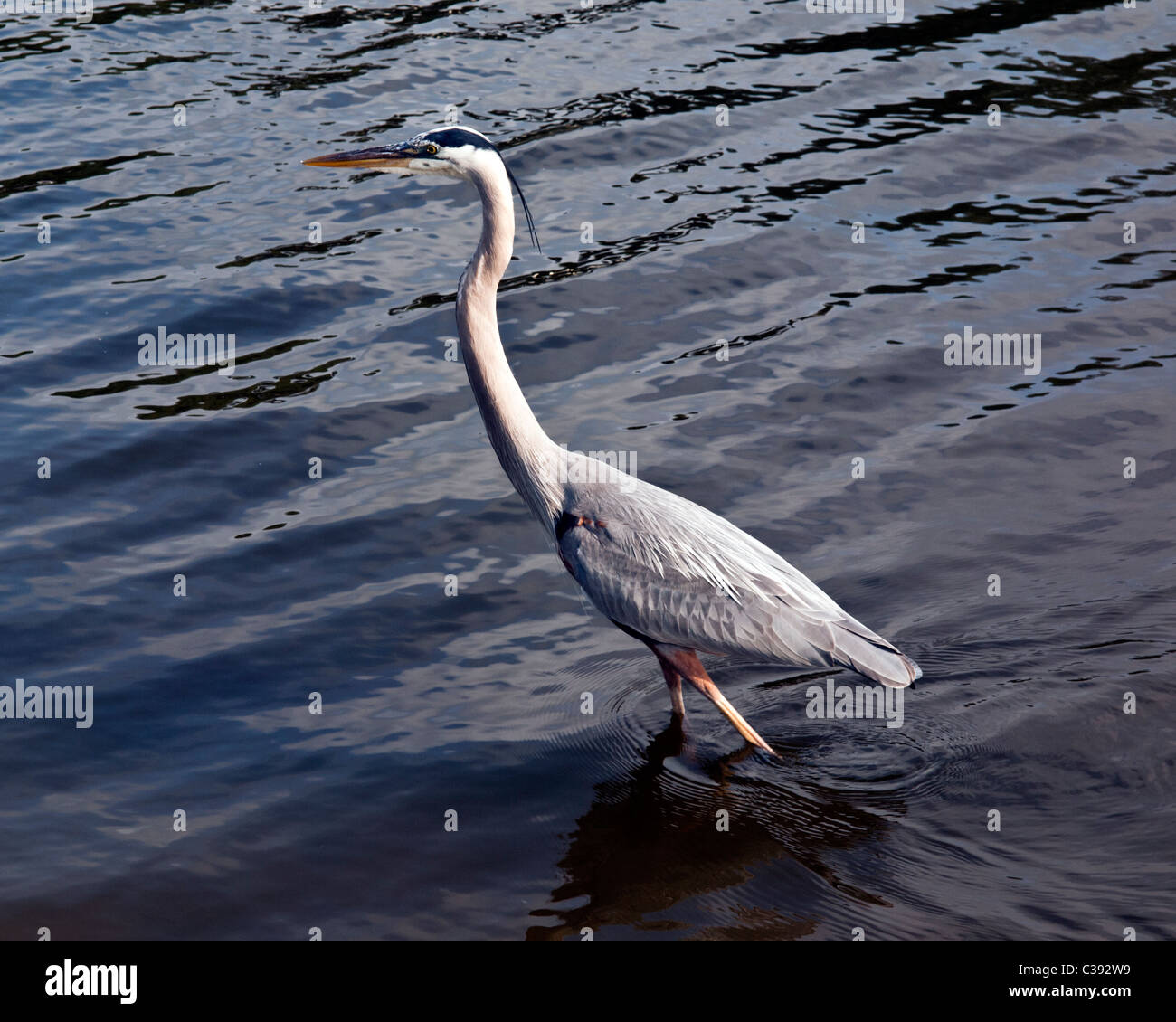 Weiße Morph Great Blue Heron - Ardea Herodias Occidentalis - On the Eau Gallie River in Florida Stockfoto