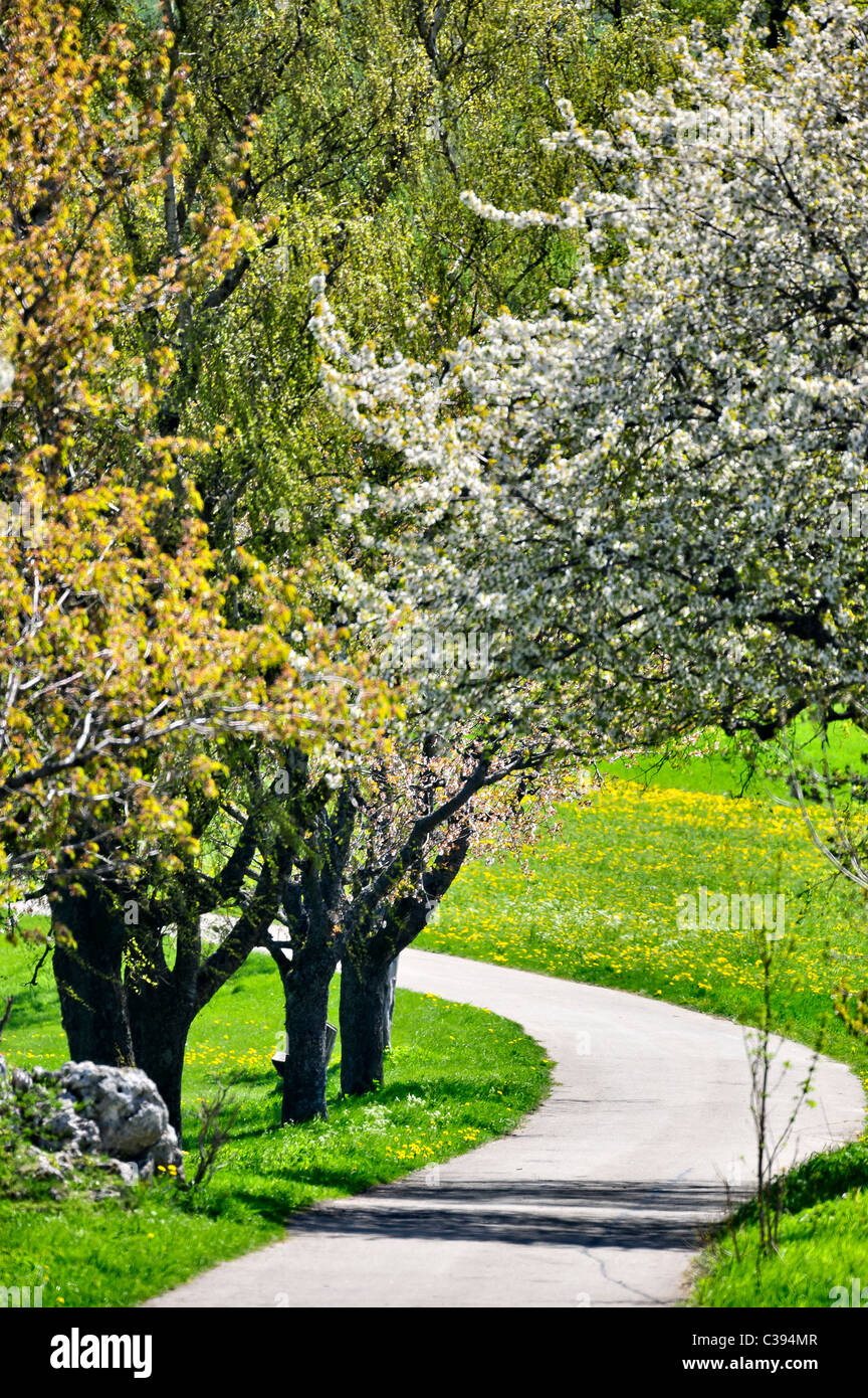 Feldweg im Frühjahr Sonnenlicht umrandet mit Blumenwiesen und blühenden Bäumen, Schwäbische Alb, Deutschland, Europa Stockfoto