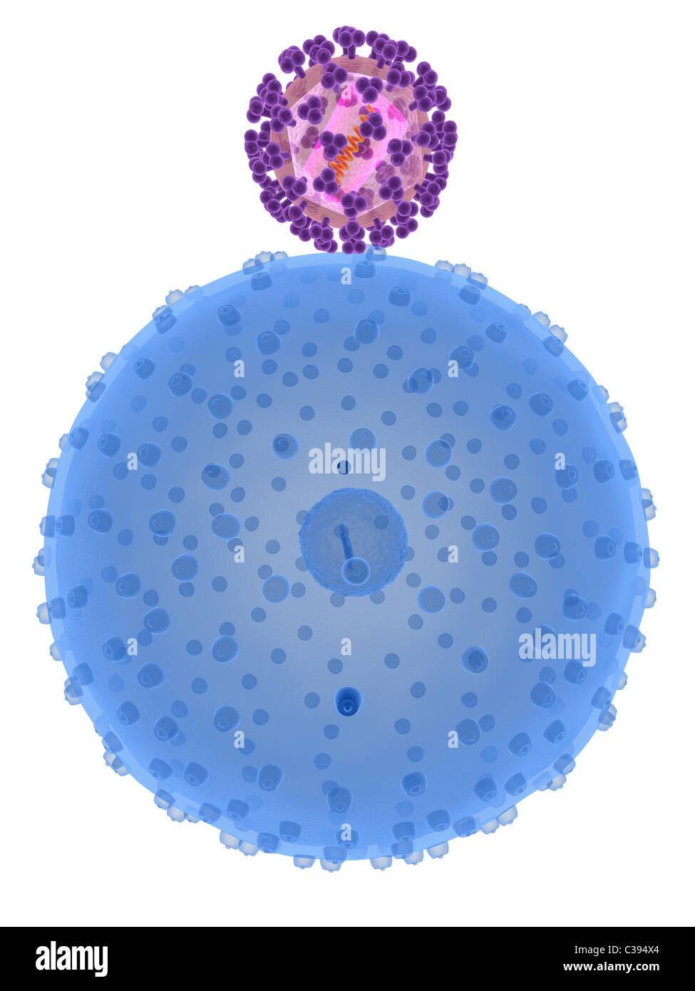 Hallo Virus infizieren Zellen Stockfoto