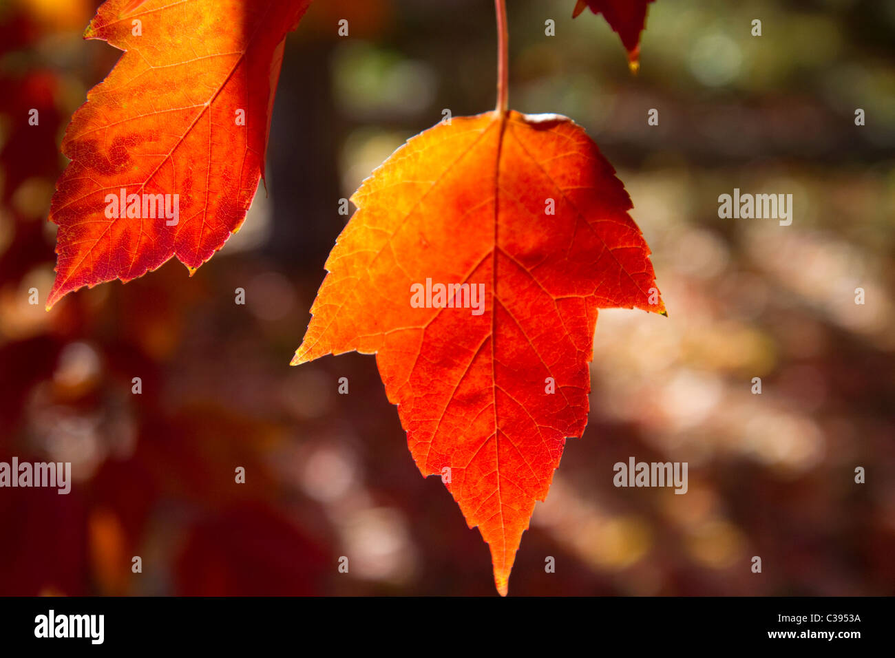 Herbstlaub in Boise, Idaho, USA. Stockfoto