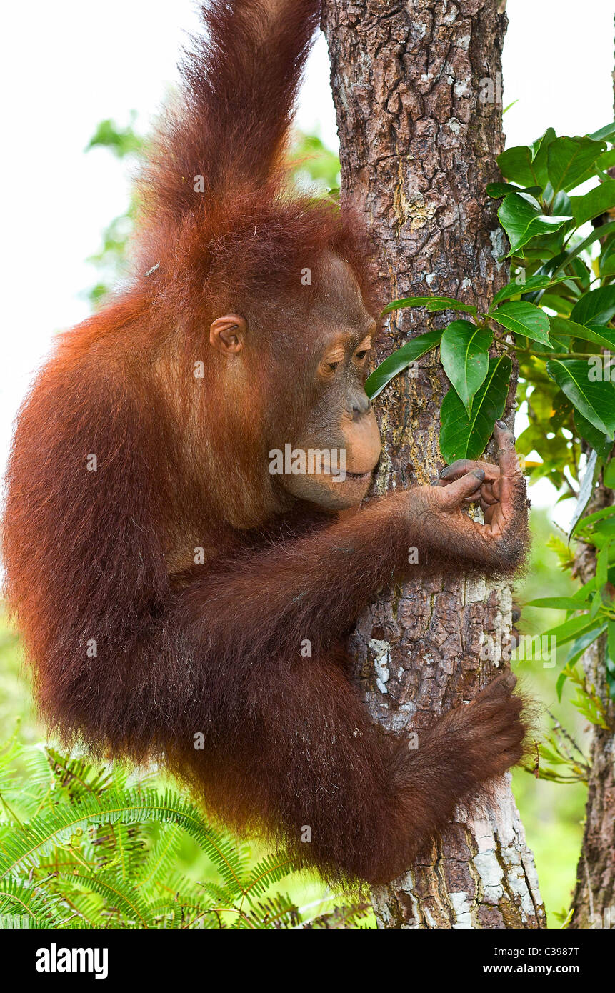 Junger Orang-Utan im Baum Blätter untersuchen Stockfoto
