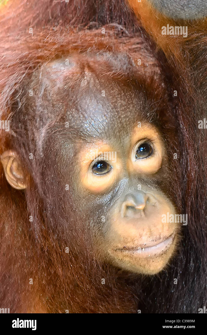 Baby Orangutan klammert sich an Mutter Stockfoto