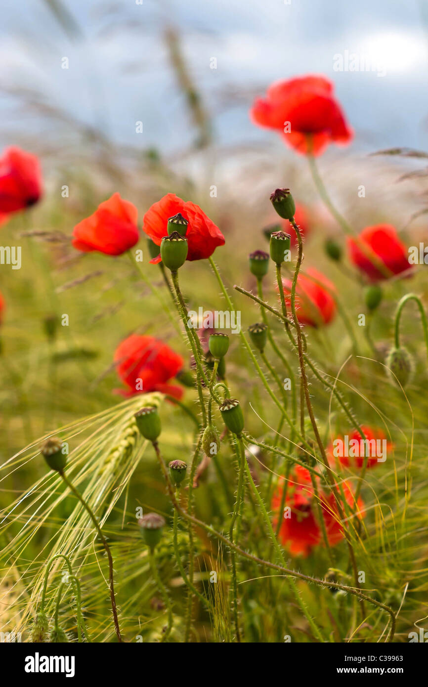 Blumen auf farbenfrohe Hintergrund - Makrofoto Stockfoto