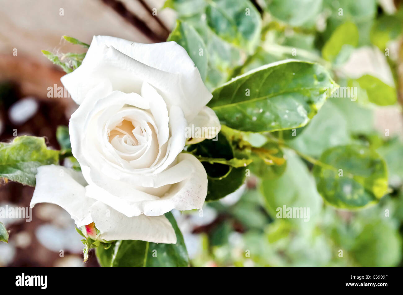 Weiße Rosen blühen in einem grünen Garten Stockfoto