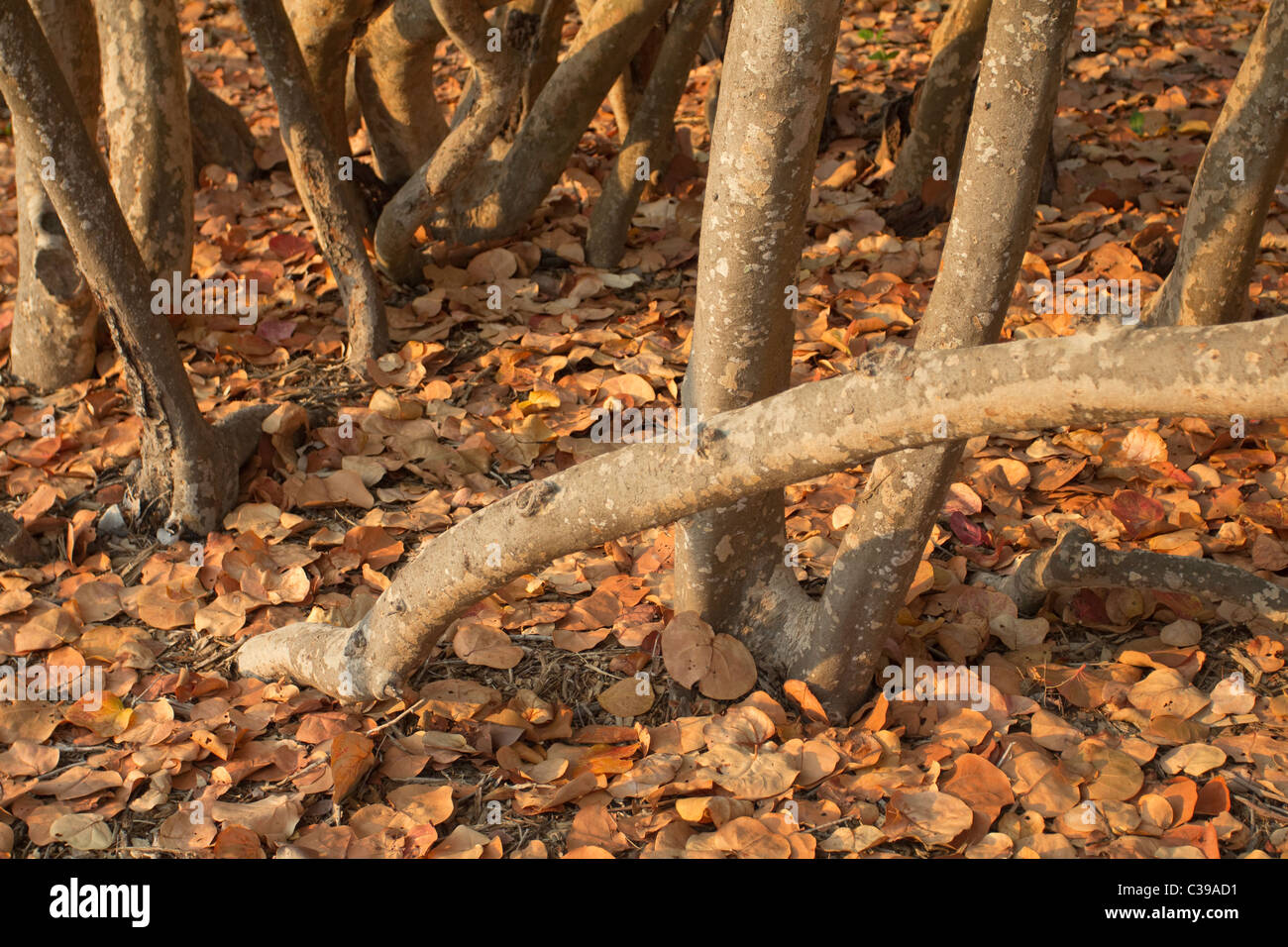 Sea Grape Baum Tunks und trockene Blätter in Küsten Florida seagrape Stockfoto