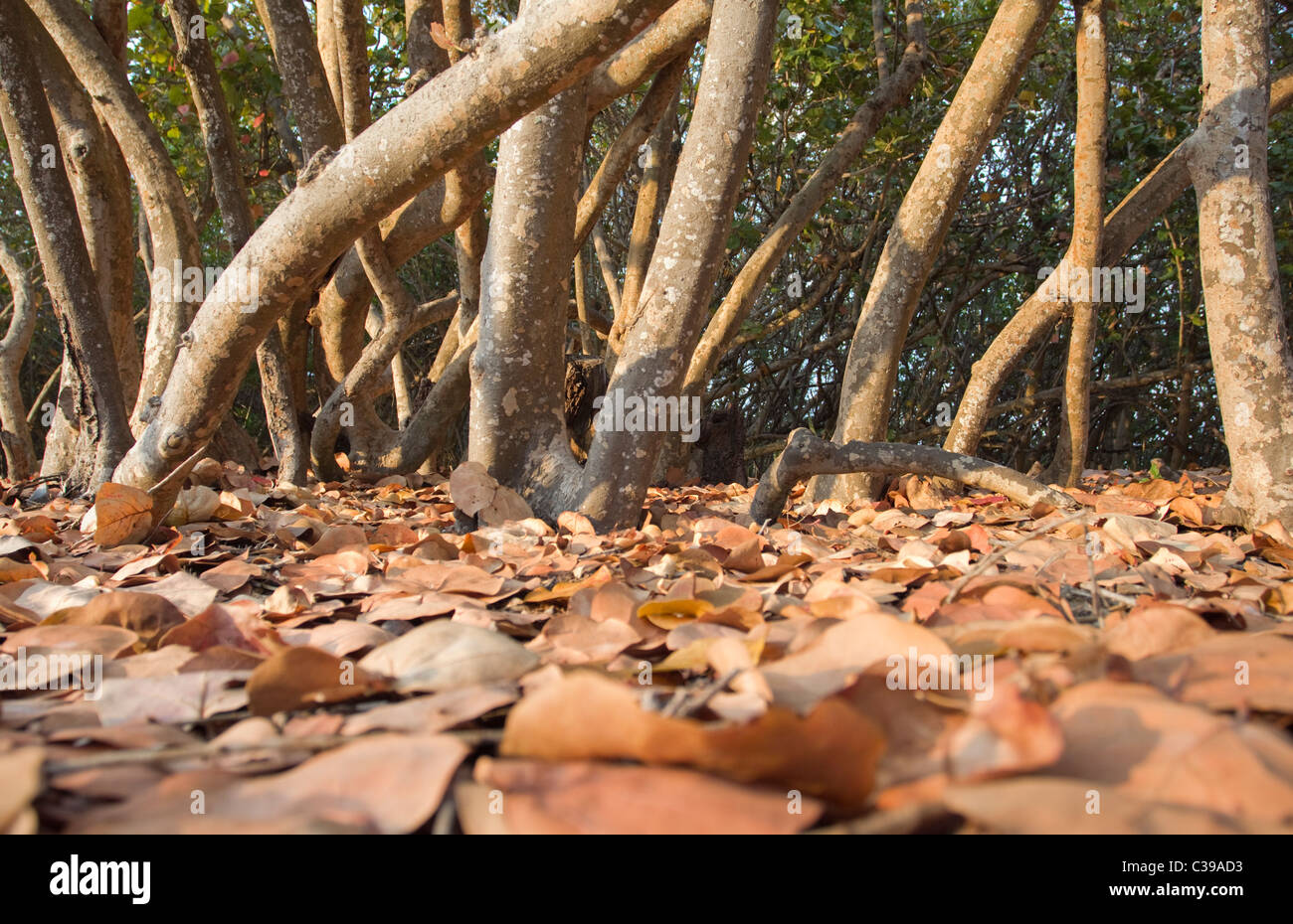 Sea Grape Baum Tunks und trockene Blätter in Küsten Florida seagrape Stockfoto