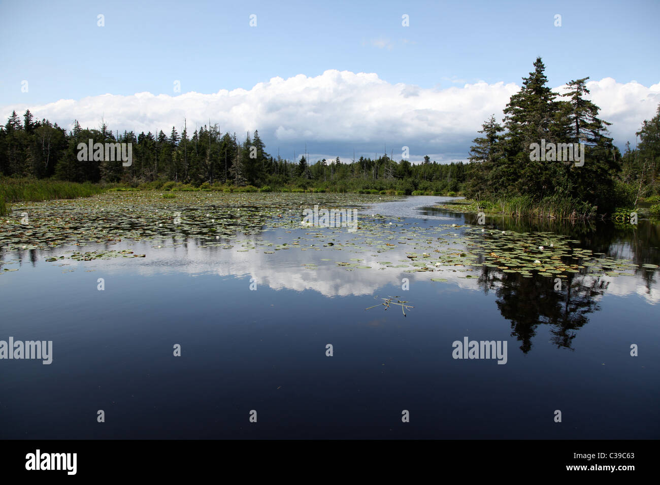 Teich, See, Maine, Reflexion, Natur, Seerosen, Bäume Stockfoto