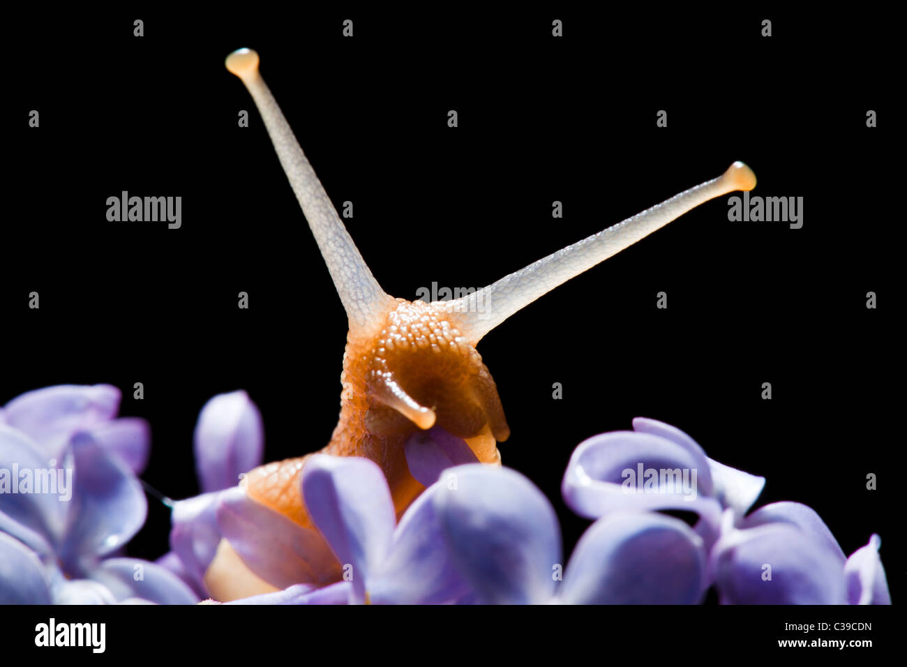 Schnecke in lila Blume auf schwarzem Hintergrund Stockfoto