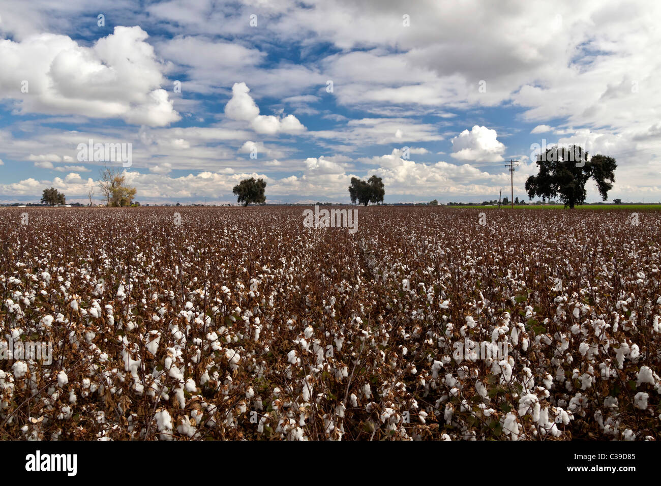 Baumwollfelder in der Nähe von Hilmar in Merced County, Kalifornien Stockfoto