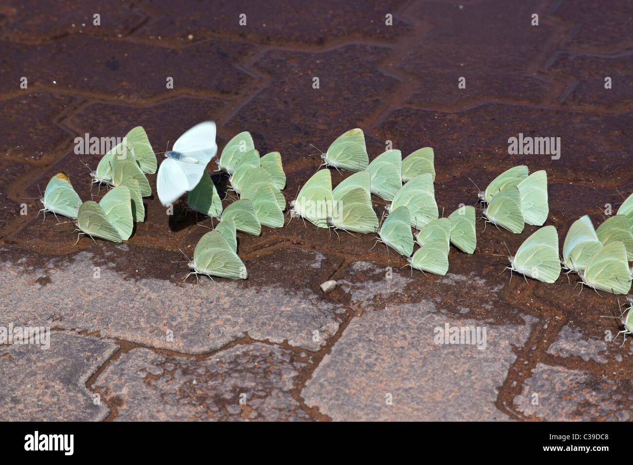 Afrikanische Migranten Schmetterlinge Catopsilia Florella trinken vom ständigen Regen Wasser, Northern Cape, Südafrika Stockfoto