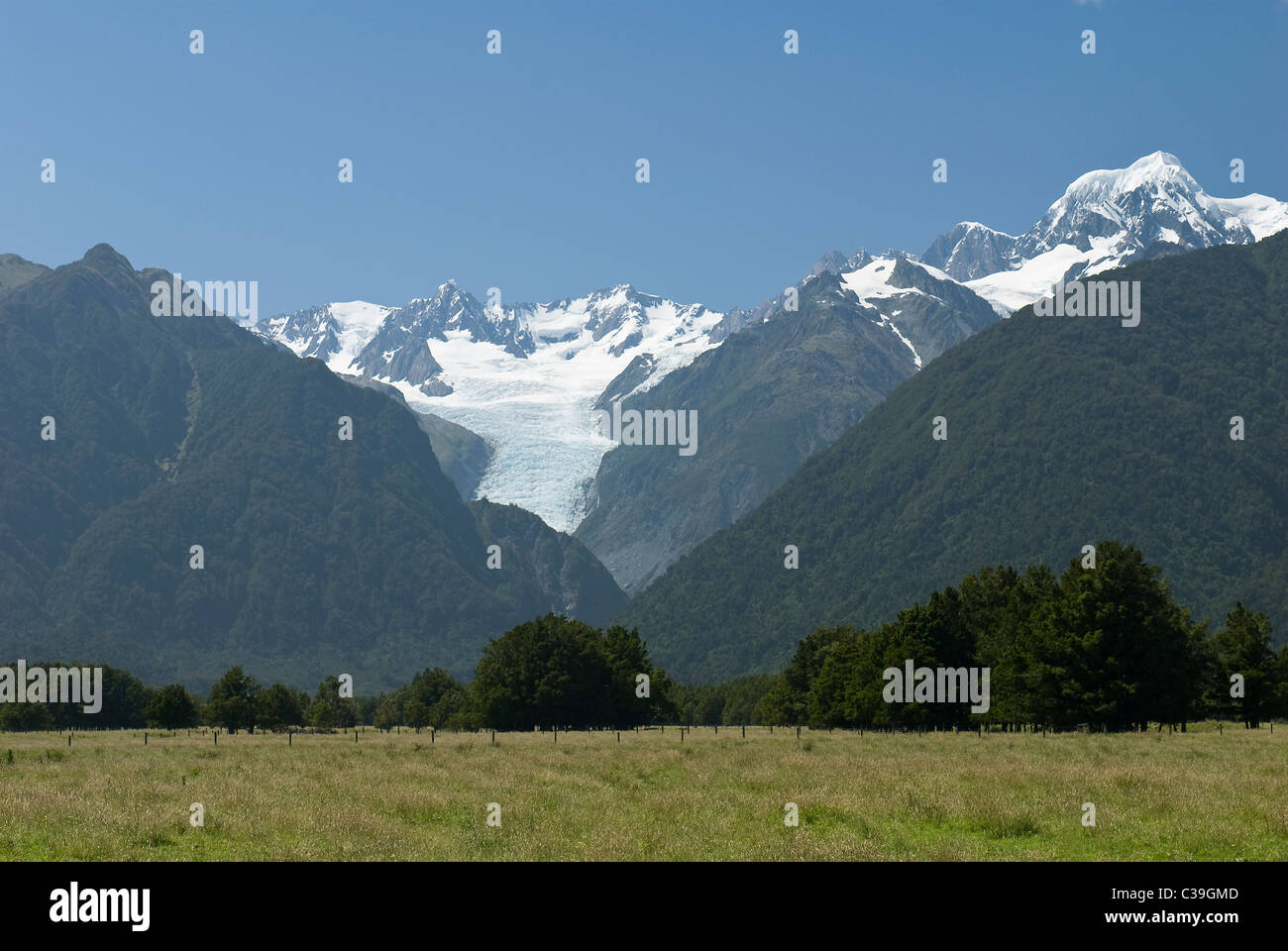 Fox Glacier mit Mount Tasman rechts vom Bild, Grasland im Vordergrund Stockfoto