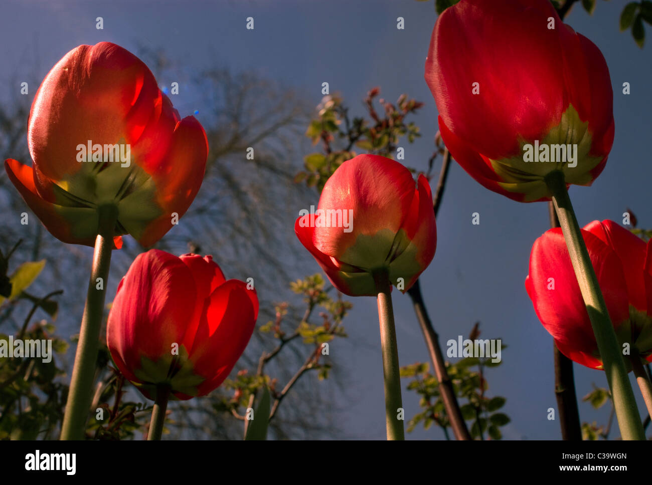 Geringe Aussicht auf rote Tulpen im April Stockfoto