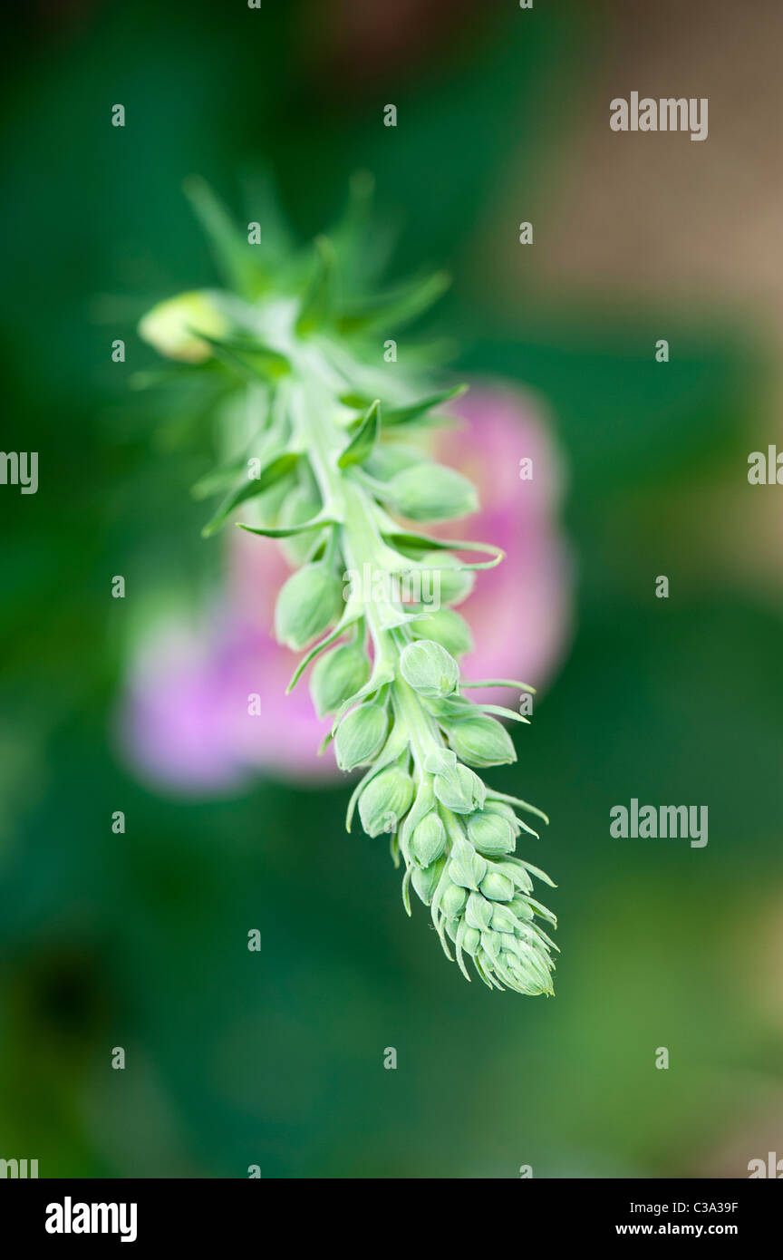 Digitalis Purpurea. Blick hinunter auf einen Fingerhut Blume mit Knospen an der Spitze der Blüte vor dem öffnen. Flachen DOF. Stockfoto