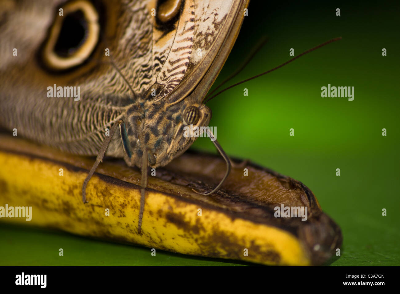 Ein Schmetterling, ernähren sich von verrottenden Banane Stockfoto