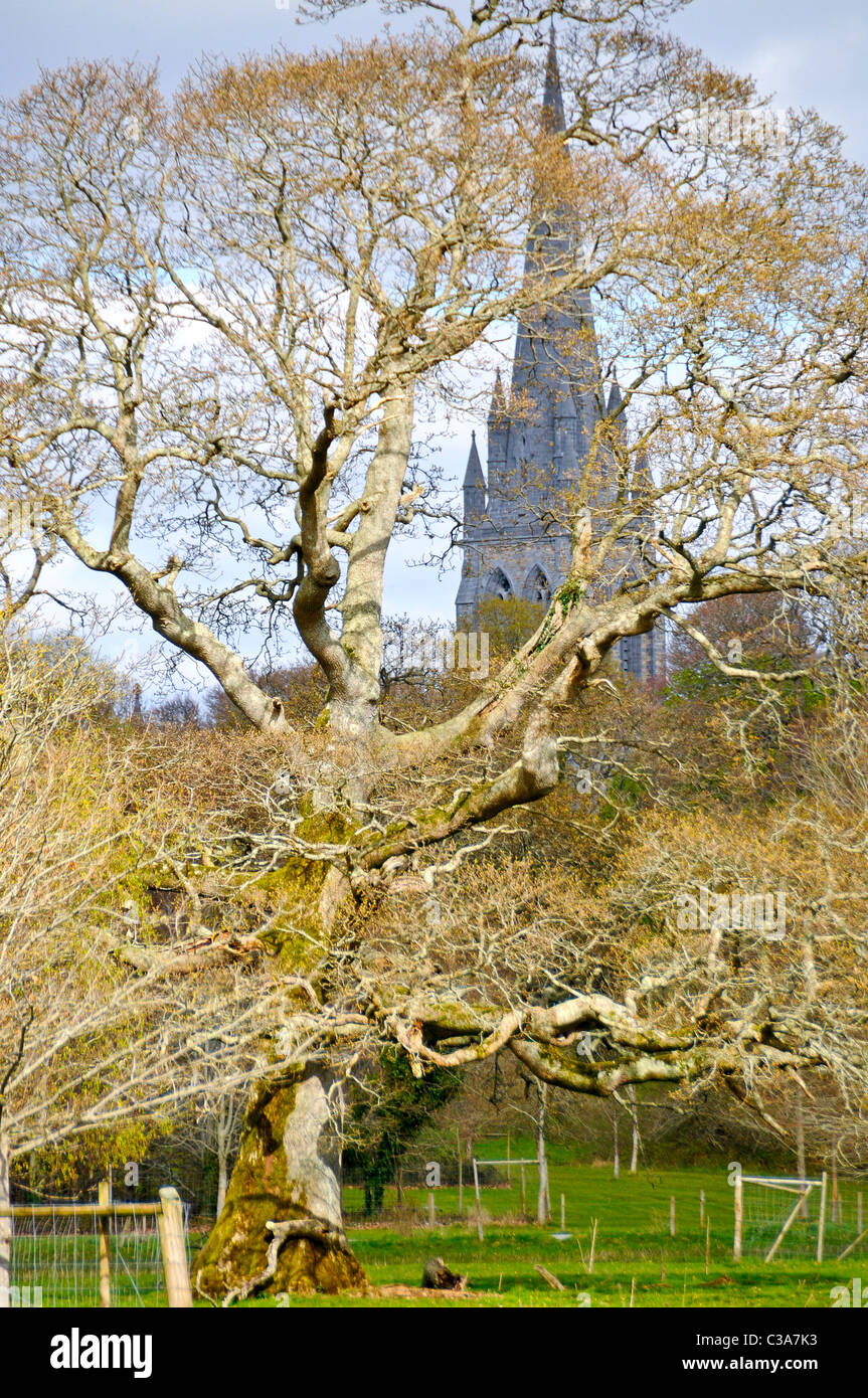 Heiliges Marys Kathedrale erhebt sich über die Bäume, wie der nahegelegene Killarney Park, Irland Stockfoto