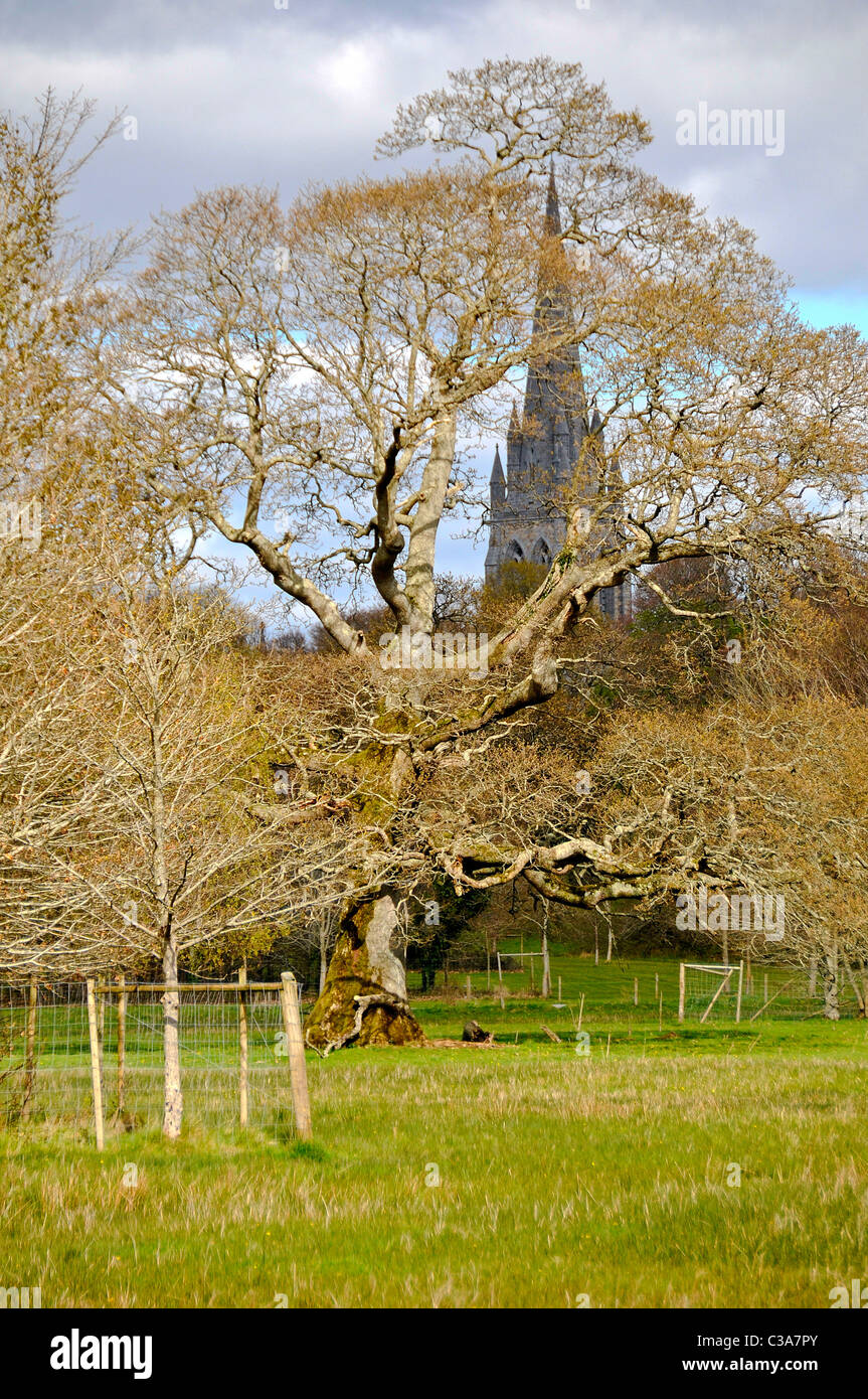 Heiliges Marys Kathedrale erhebt sich über die Bäume, wie der nahegelegene Killarney Park, Irland Stockfoto