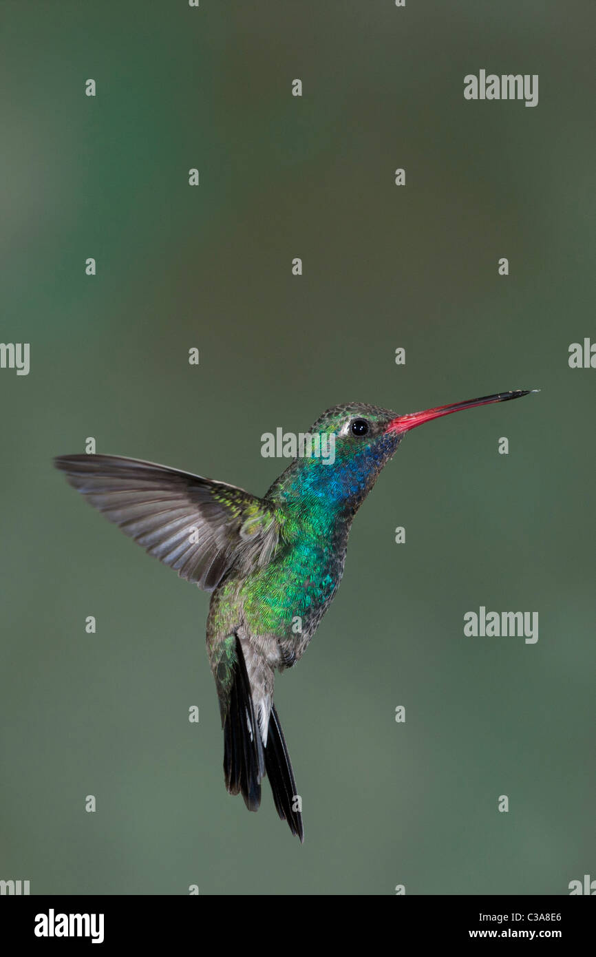Männliche breit-billed Kolibri im Flug Bremsen Stockfoto