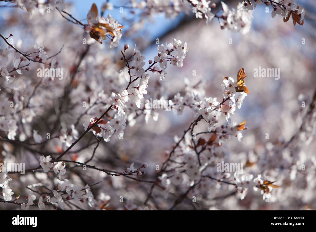 Frühling Blüten England UK Stockfoto