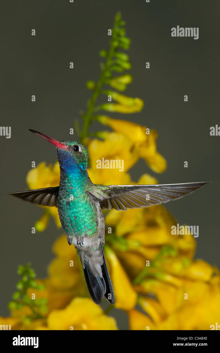 Männliche breit-billed Kolibri mit goldenen Blumen Stockfoto