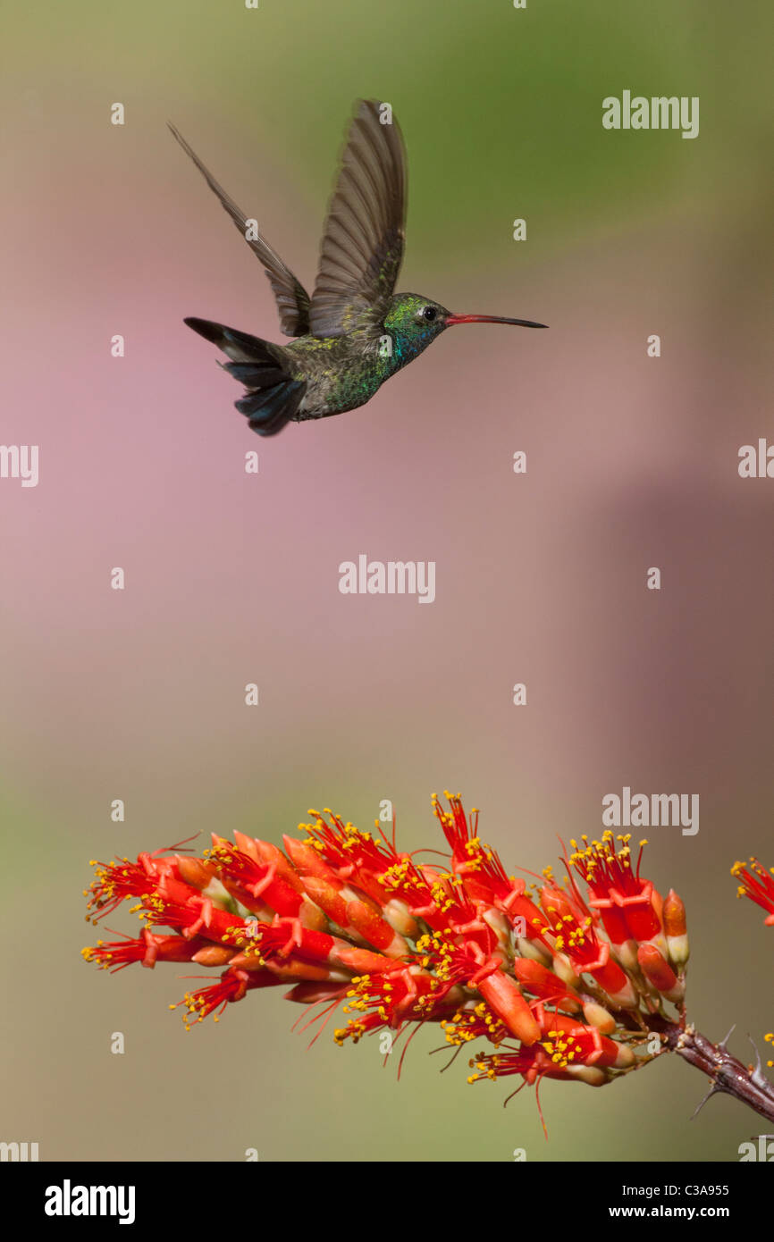 Männliche breit-billed Kolibri fliegt über blühende Ocotillo Stockfoto